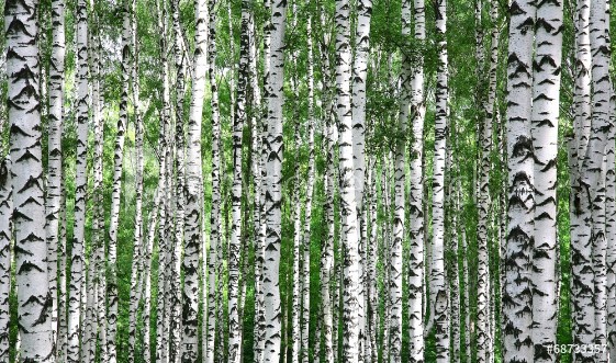 Picture of Trunks of summer birch trees